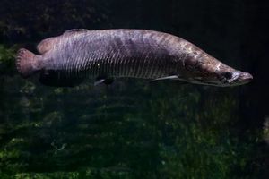 Discover the Arapaima Amazon River Monster Fish A 300kg Fearsome Predator-5