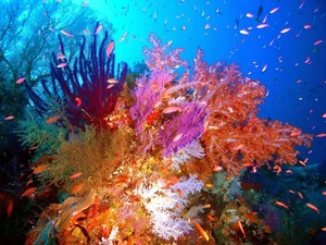 Discover the Pristine Beauty of Tubbataha Reefs: The Philippines' Hidden Marine Paradise and UNESCO World Heritage Site-7