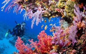 Discover the Pristine Beauty of Tubbataha Reefs: The Philippines' Hidden Marine Paradise and UNESCO World Heritage Site-2