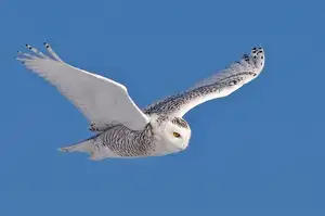 Snowy Owl: Unveiling the Arctic's Master Predator's Superb Hunting Prowess in Icy Realms-3