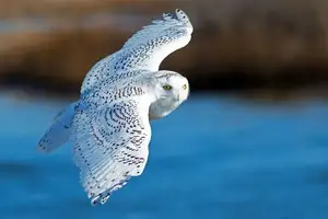 Snowy Owl: Unveiling the Arctic's Master Predator's Superb Hunting Prowess in Icy Realms-7