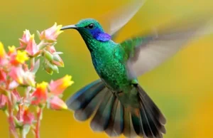 Ancient Secrets of New Guinea: How Humans Raised the World's Most Dangerous Giant Bird 18,000 Years Ago-10