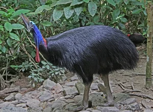 Ancient Secrets of New Guinea: How Humans Raised the World's Most Dangerous Giant Bird 18,000 Years Ago-8