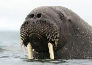 Walrus Up Close: Unraveling the Mystery of Arctic's 15cm Blubber Master of Survival-4