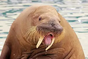 Walrus Up Close: Unraveling the Mystery of Arctic's 15cm Blubber Master of Survival-7