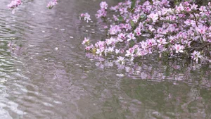 Ethereal Spring Dreams - YiTuYu Art Language Vol.8912 Qiao Qiao-12