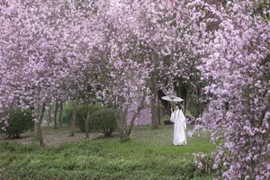 Ethereal Spring Dreams - YiTuYu Art Language Vol.8912 Qiao Qiao-3