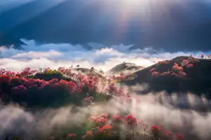 Sa Pa's Stunning Cherry Blossoms: Discover the Most Beautiful Season in the Mountain Town-10