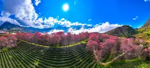Sa Pa's Stunning Cherry Blossoms: Discover the Most Beautiful Season in the Mountain Town-2