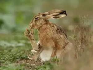 Mystery of the Cape Hare's Legs: The World's Fastest Animal-8