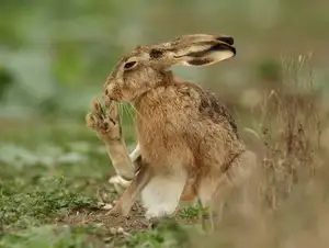 Mystery of the Cape Hare's Legs: The World's Fastest Animal-1