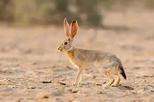 Mystery of the Cape Hare's Legs: The World's Fastest Animal-4