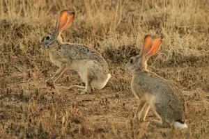 Mystery of the Cape Hare's Legs: The World's Fastest Animal-7
