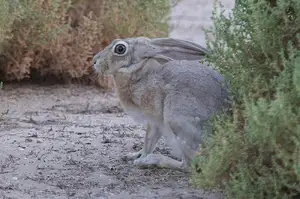 Mystery of the Cape Hare's Legs: The World's Fastest Animal-2
