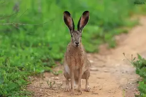 Mystery of the Cape Hare's Legs: The World's Fastest Animal-6