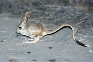 Unraveling the Mystery of the 'Miniature Kangaroo' Jerboa: A Master of Survival in Earth's Harshest Deserts. Discover its Superhuman Leaping Ability!-5