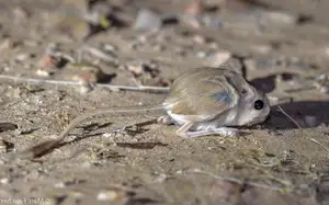 Unraveling the Mystery of the 'Miniature Kangaroo' Jerboa: A Master of Survival in Earth's Harshest Deserts. Discover its Superhuman Leaping Ability!-2