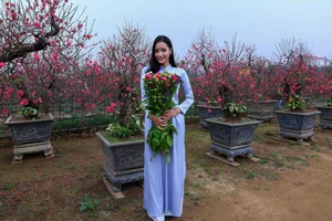 Hanoi Spring Vibes: Young Women in Traditional Ao Dai at Nhat Tan Peach Blossom Garden for Tet 2026-5