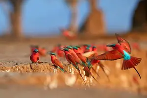 Witness the majestic African Elephants in the pristine 'land of divine lakes'.-5