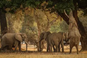 Witness the majestic African Elephants in the pristine 'land of divine lakes'.-0