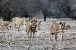 Witness the majestic African Elephants in the pristine 'land of divine lakes'.-6