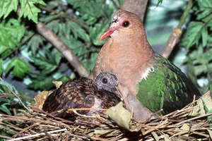 Discover the emerald beauty of the Common Emerald Dove in Vietnam-5