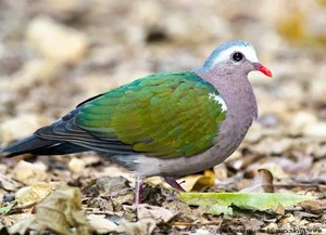 Discover the emerald beauty of the Common Emerald Dove in Vietnam-1