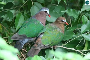 Discover the emerald beauty of the Common Emerald Dove in Vietnam-2
