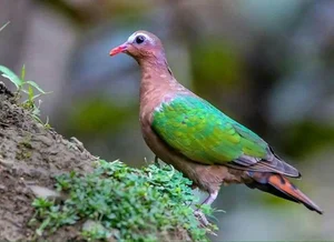 Discover the emerald beauty of the Common Emerald Dove in Vietnam-8