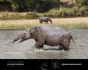 Discover the Palaeomastodon: The Fascinating 4-Tusked Mini Elephant Ancestor and Its Role in Prehistoric Evolution-2