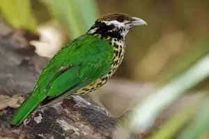 Discover the Green Catbird: Unique Call, Stunning Green Plumage-0
