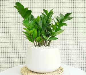5 Best Feng Shui Plants to Attract Wealth and Prosperity into Your Home This New Year for Good Luck and Positive Energy-1