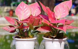 5 Best Feng Shui Plants to Attract Wealth and Prosperity into Your Home This New Year for Good Luck and Positive Energy-0
