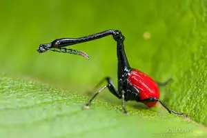Discover the Madagascar Giraffe Weevil: A unique insect with an astonishingly long neck-3