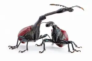 Discover the Madagascar Giraffe Weevil: A unique insect with an astonishingly long neck-7