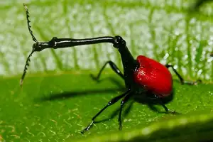 Discover the Madagascar Giraffe Weevil: A unique insect with an astonishingly long neck-2