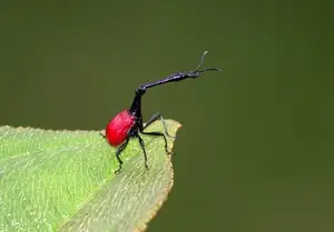 Discover the Madagascar Giraffe Weevil: A unique insect with an astonishingly long neck-1