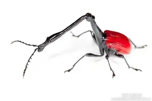 Discover the Madagascar Giraffe Weevil: A unique insect with an astonishingly long neck-0