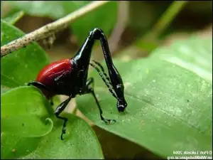 Discover the Madagascar Giraffe Weevil: A unique insect with an astonishingly long neck-6