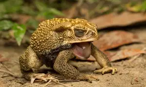 Unraveling the Terror: The Giant Cane Toad - World's Most Dangerous Invasive Species.-5