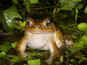 Unraveling the Terror: The Giant Cane Toad - World's Most Dangerous Invasive Species.-8
