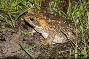 Unraveling the Terror: The Giant Cane Toad - World's Most Dangerous Invasive Species.-3