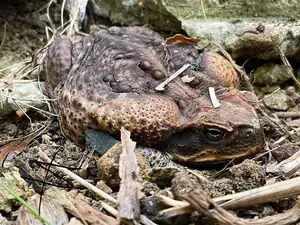 Unraveling the Terror: The Giant Cane Toad - World's Most Dangerous Invasive Species.-4