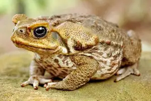 Unraveling the Terror: The Giant Cane Toad - World's Most Dangerous Invasive Species.-0