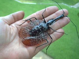 Discover the Rare Violin Beetle (Mormolyce phyllodes): A Master of Camouflage in the Rainforests of Southeast Asia-1