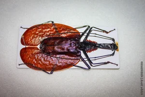 Discover the Rare Violin Beetle (Mormolyce phyllodes): A Master of Camouflage in the Rainforests of Southeast Asia-6