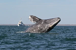Discover the Rare Violin Beetle (Mormolyce phyllodes): A Master of Camouflage in the Rainforests of Southeast Asia-5