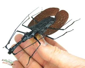 Discover the Rare Violin Beetle (Mormolyce phyllodes): A Master of Camouflage in the Rainforests of Southeast Asia-9