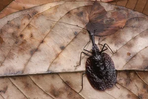 Discover the Rare Violin Beetle (Mormolyce phyllodes): A Master of Camouflage in the Rainforests of Southeast Asia-8