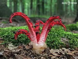 Witness the Devil's Fingers Mushroom Its surreal beauty bizarre shape and unforgettable corpse-like smell-0